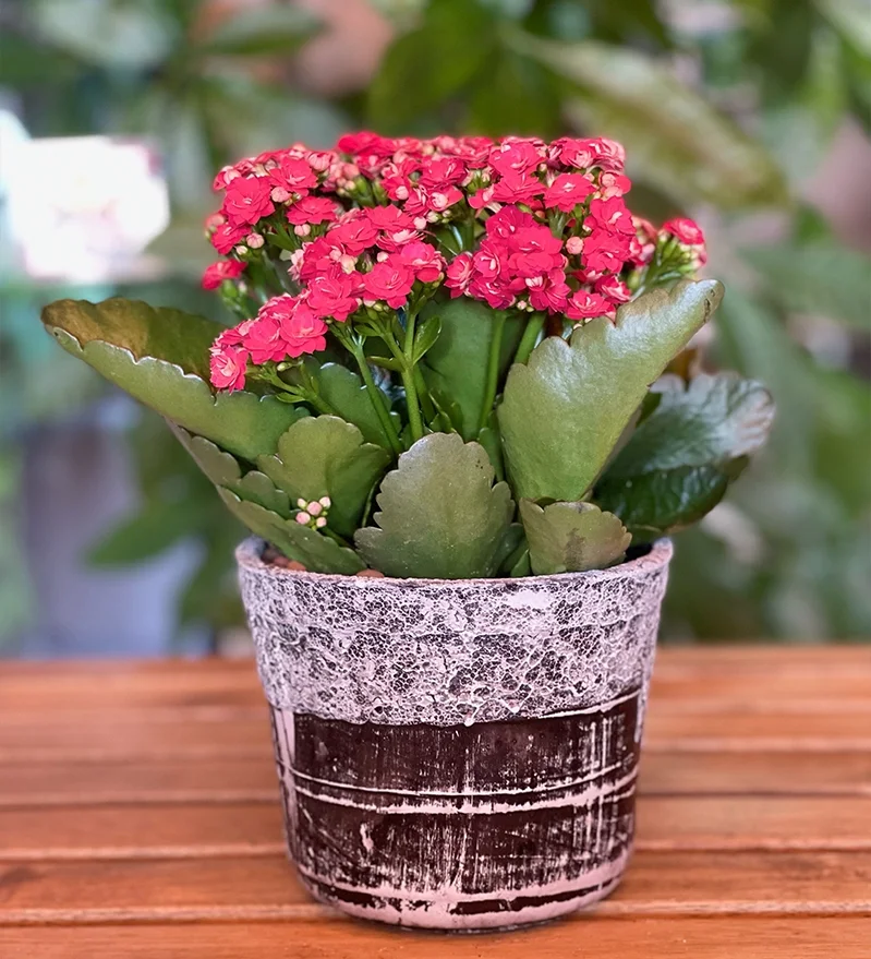 Kalanşo (Lalanchoe) Saksı Çiçeği